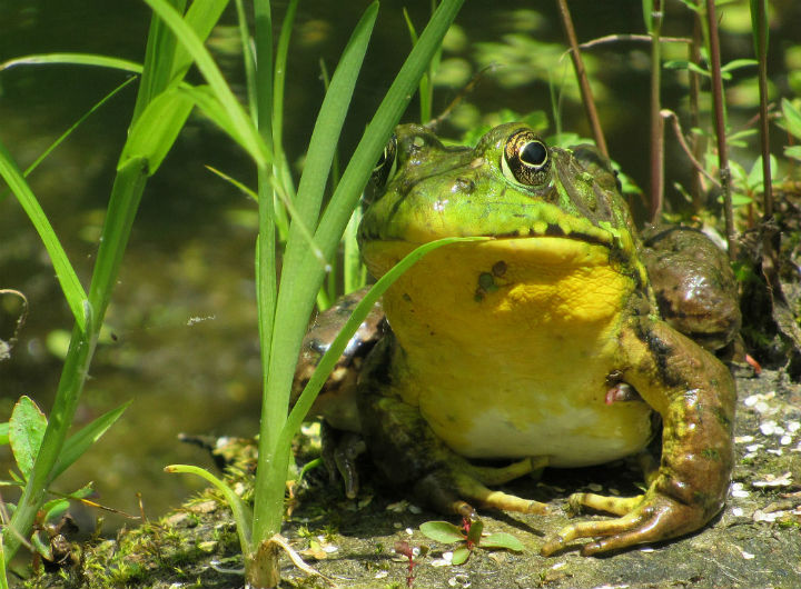 Green Frog